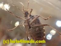 /home//u458753944/public_html/sourcegallery///////////Insects and small critters/aphids cicadas lanternflies and true bugs (Hemiptera)/PC250088.JPG